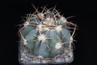 Echinocactus horizonthalonius VZD 513